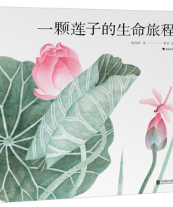 一颗莲子的生命旅程